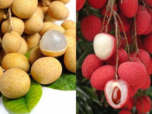 Vải và nhãn
