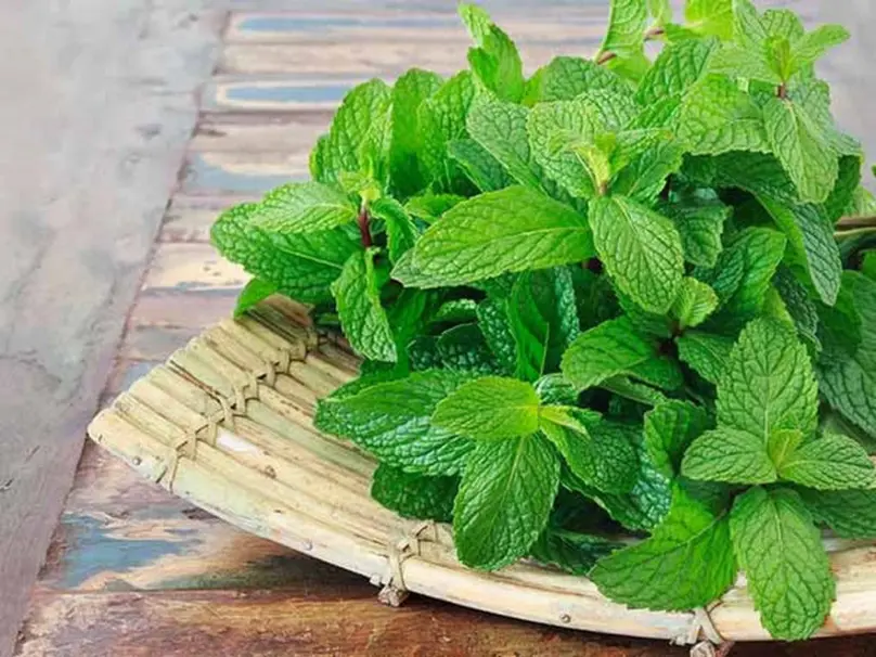 Bạc hà: Cay mát giải nhiệt – Dược liệu quý từ thiên nhiên